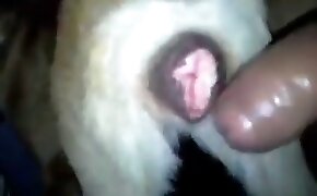 Sexo com madrasta ruiva rabuda e assanhada - guy fucks animal, zoophilia fuck porn